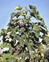 Diesel Fuel Plant - Jatropha - 10 Seeds - SOIL TO OIL!