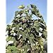 Diesel Fuel Plant - Jatropha - 10 Seeds - SOIL TO OIL!