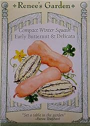 Winter Squash Compact Early Butternut and Delicata Seeds 20 Seeds
