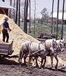 Amish Photograph - Beautiful 16x20-inch Photographic Print by Carol M. Highsmith