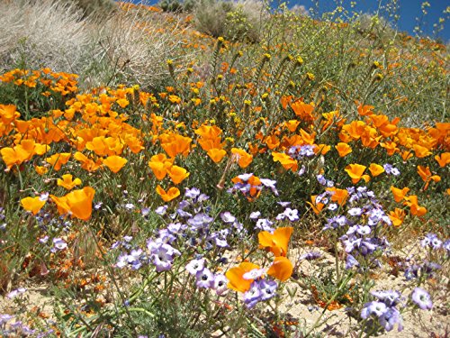 Xeriscape Western Wildflowers Mix 1000 Seeds by Earthcare Seeds Xeriscape Western Wildflowers Mix 1000 Seeds by Earthcare Seeds