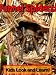 Australian Funnel Web Spiders! Learn About Australian Funnel Web Spiders and Enjoy Colorful Pictures - Look and Learn! (50+ Photos of Australian Funnel Web Spiders)