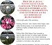 Book The Guerilla Marketing, Building Effective Lead Capture Web Pages, Sales Letters for Interior Auto Accessories Businesses