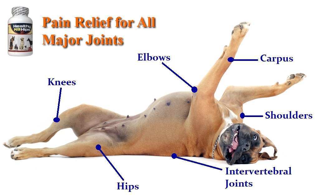 Amazon.com : Glucosamine for Large Dogs - Advanced Hip and Joint ... Amazon.com : Glucosamine for Large Dogs - Advanced Hip and Joint ...