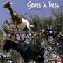 Goats in Trees 2011 Square 12X12 Wall Calendar