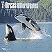 Orcas Killer Whales 2016 Wall Calendar