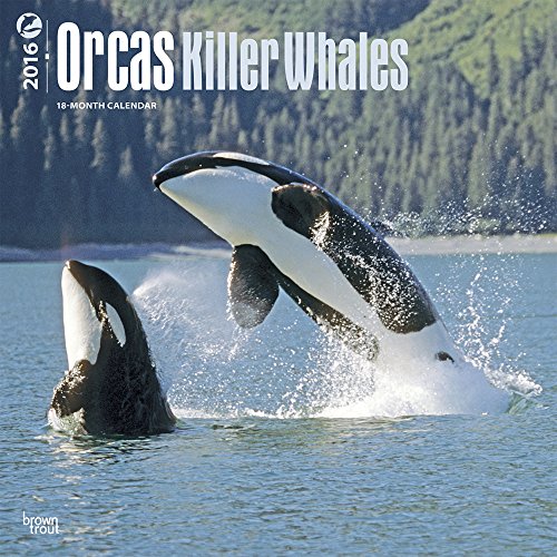 Orcas Killer Whales 2016 Wall Calendar