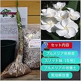 【希少なハイブリッド種】プルメリアのベアルート発根苗 ‘White Pansy'（大苗） 栽培セット【スリット鉢・プルメリア専用培養土・栽培説明書つき】