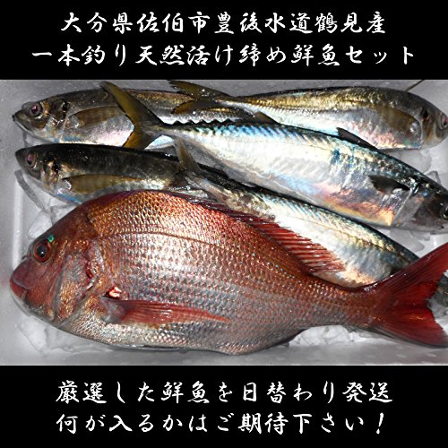 【大分県佐伯市豊後水道鶴見産】一本釣り 活締め鮮魚セット
