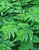 61x5spldpyL. SL160  Adiantum venustum   Himalayan Maidenhair Fern