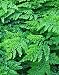 himalayan6 - Adiantum venustum Himalayan Maidenhair Fern