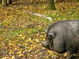 H�ngebauchschwein Mauspad (302)