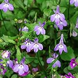 ロベリア・リチャードソニー