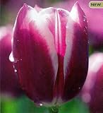 Private Eyes Tulip - 10 Bulbs - New!