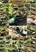 <昆虫の王様>カブトムシ・クワガタ図鑑ポスター