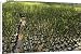 Canvas Prints of GP-208 Nursery of young mangrove shoots used to reintroduce mangrove stands from Ardea Wildlife Pets