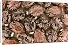 Canvas Prints of Castor Oil Seeds from Ardea Wildlife Pets