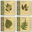 Botany Principles Set by Paula Scaletta 8"x8" Art Print Poster
