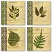 Botany Principles Set by Paula Scaletta 8"x8" Art Print Poster