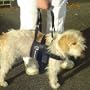 Hunde-Tragehilfe "Beppo" -S Tragunterst�tzung bis 50kg