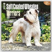 Wheaten Terriers, Soft Coated 2016 Square 12x12