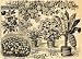 1895 Print Tropical Fruits Cattley Banana Passion Fruit - Original Halftone Print