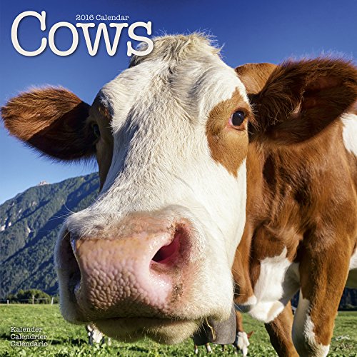 Cows Calendar - 2016 Wall calendars - Animal Calendar - Monthly Wall Calendar by Avonside
