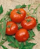 61xJBUs01eL. SL160  Brandywine Pink Tomato Seeds   Lycopersicon Esculentum   0.5 Grams   Approx 175 Gardening Seeds   Vegetable Garden Seed