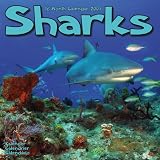 Eigenschaften Avonside Publishing Ltd.  / Kalender 2009 Hai - Haie - Shark - Sharks
