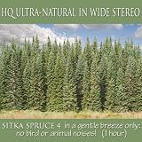 Sitka Spruce 4 in Gentle Breeze Only ( 1 Hour )