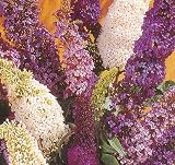 Butterfly Bush - Buddleia - 8 Plants - Mixed Colors!