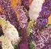Butterfly Bush Buddleia 4 Plants