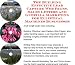 The Guerilla Marketing, Building Effective Lead Capture Web Pages, Sales Letters for Elliptical Machines Businesses