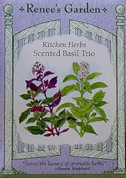 Basil Scented Trio Seeds 500 Seeds