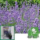 耐暑性ラベンダー：長崎ラベンダー：リトルマミー3号ポット1株と土と肥料のセット[長崎県品種]