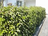 25X LAUREL Hedging - 30-40cm -BAREROOT