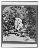 Stereoview (L): A teagarden in Japan