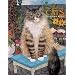 Mimi Vang Olsen: Cats Coloring Book