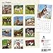 Donkeys - 2016 Calendar 12 x 12in