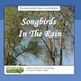 Songbirds In the Rain and Bird Nature Sounds