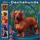 366 Days of Dachshunds 2008 Wall Calendar