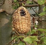 OVAL ROOSTING NEST POCKET