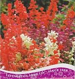 Amazon / Hirt's: Formula Mix Salvia Saluti Seeds - Annual - 165 mg