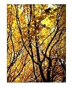 AUTUMN LEAVES FALL DECOR BEAUTIFUL COLORS TREES MAPLE Emerging Artists Photographic Poster Print by Teo Alfonso, 16x20