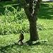 Songbird Essentials SQUD Squngee Bungee Cord