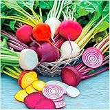 Package of 600 Seeds, Rainbow Mixed Beetroot (Beta vulgaris) Non-GMO Seeds By Seed Needs