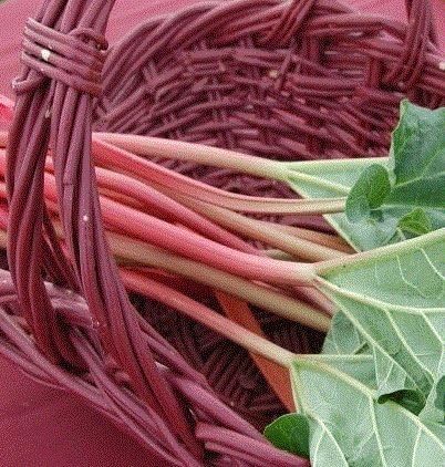 HEIRLOOM NON GMO Victoria Red Rhubarb 100 seeds