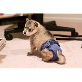 PoochPad PoochPant Diaper