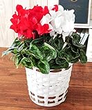 花由 紅白シクラメン 鉢植え 5号【一週間以降にお届け 】【12/1~12/27までの期間で日時指定OK】