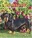 Dachshunds 2008 Hardcover Weekly Engagement Calendar